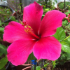 Hibiscus